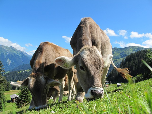 Los cambios en las vacas